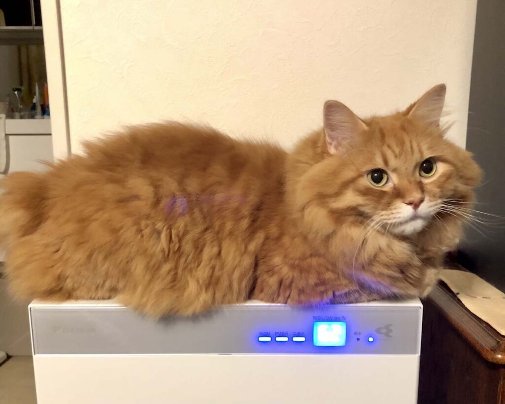 マイルーティンを公開します。【ふわもこメープルのまどろみ帖。vol.8】 長毛猫 保護猫 メープル | お腹に風が当たって、快適なんだ。