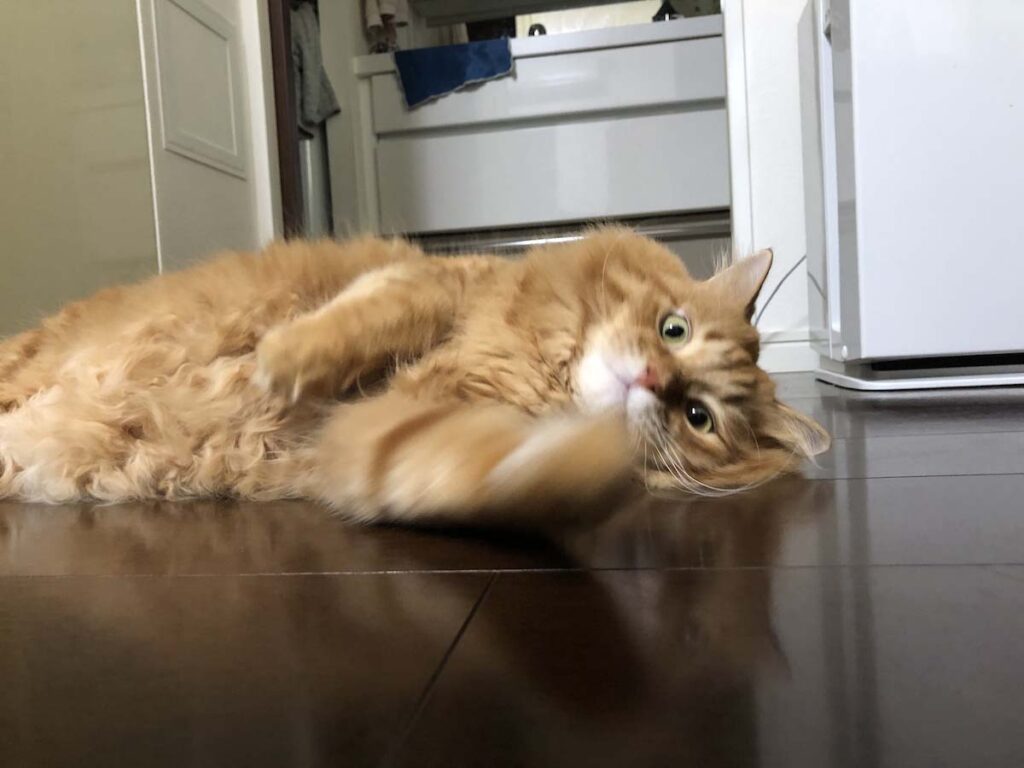 短足だなんて、言わないで。【ふわもこメープルのまどろみ帖。vol.9】 長毛猫 保護猫 メープル | 短足だなんて、言わないで。
