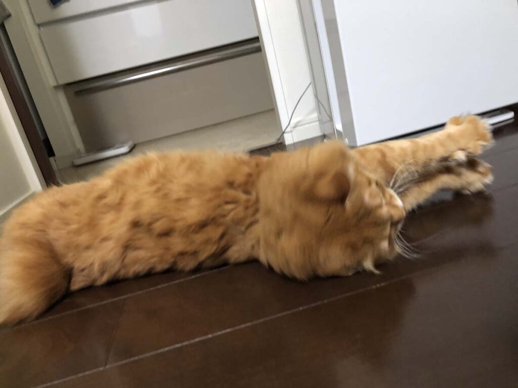 短足だなんて、言わないで。【ふわもこメープルのまどろみ帖。vol.9】 長毛猫 保護猫 メープル | 床で転がるのが一番だねー。