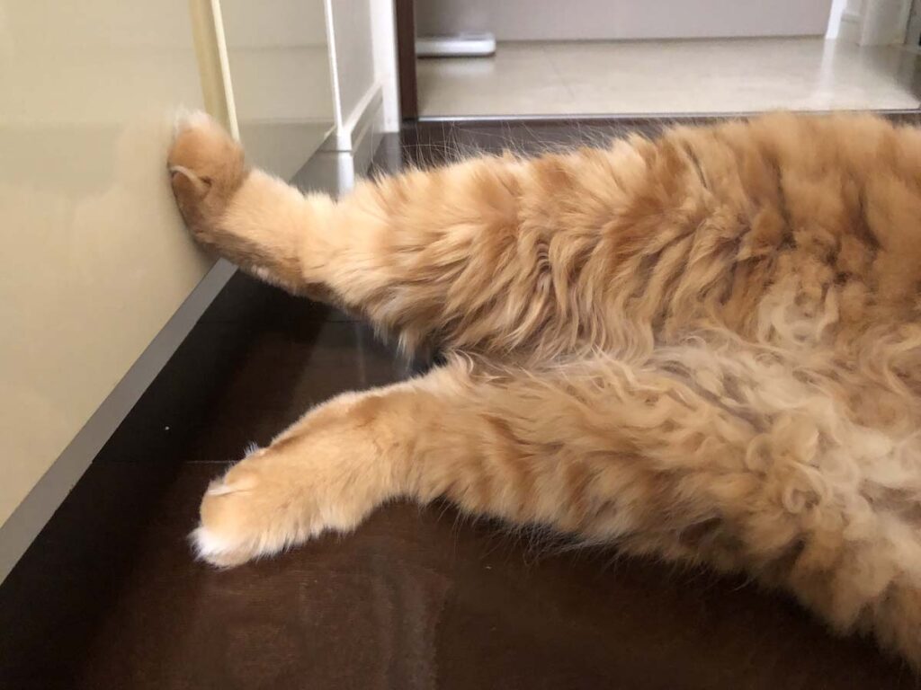短足だなんて、言わないで。【ふわもこメープルのまどろみ帖。vol.9】 長毛猫 保護猫 メープル | のびーーー。