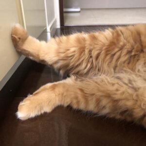 短足だなんて、言わないで。【ふわもこメープルのまどろみ帖。vol.9】 長毛猫 保護猫 メープル | のびーーー。