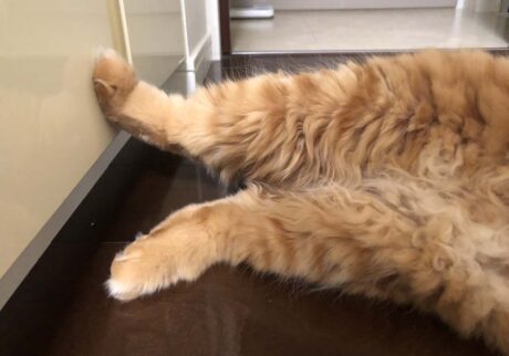 短足だなんて、言わないで。【ふわもこメープルのまどろみ帖。vol.9】 長毛猫 保護猫 メープル | のびーーー。