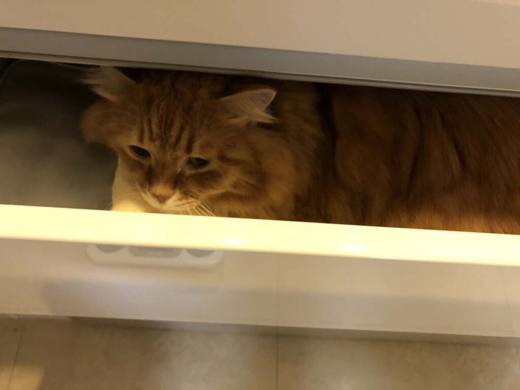 ぼく専用の、ふかふかベッド！【ふわもこメープルのまどろみ帖。vol.10】 長毛猫 保護猫 メープル | ここがどこか分かる？