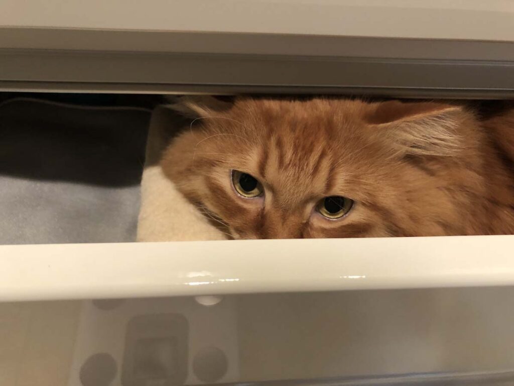 ぼく専用の、ふかふかベッド！【ふわもこメープルのまどろみ帖。vol.10】 長毛猫 保護猫 メープル | 正解は、引き出しの中！ ここから、上の引き出しへも入れるんだ！