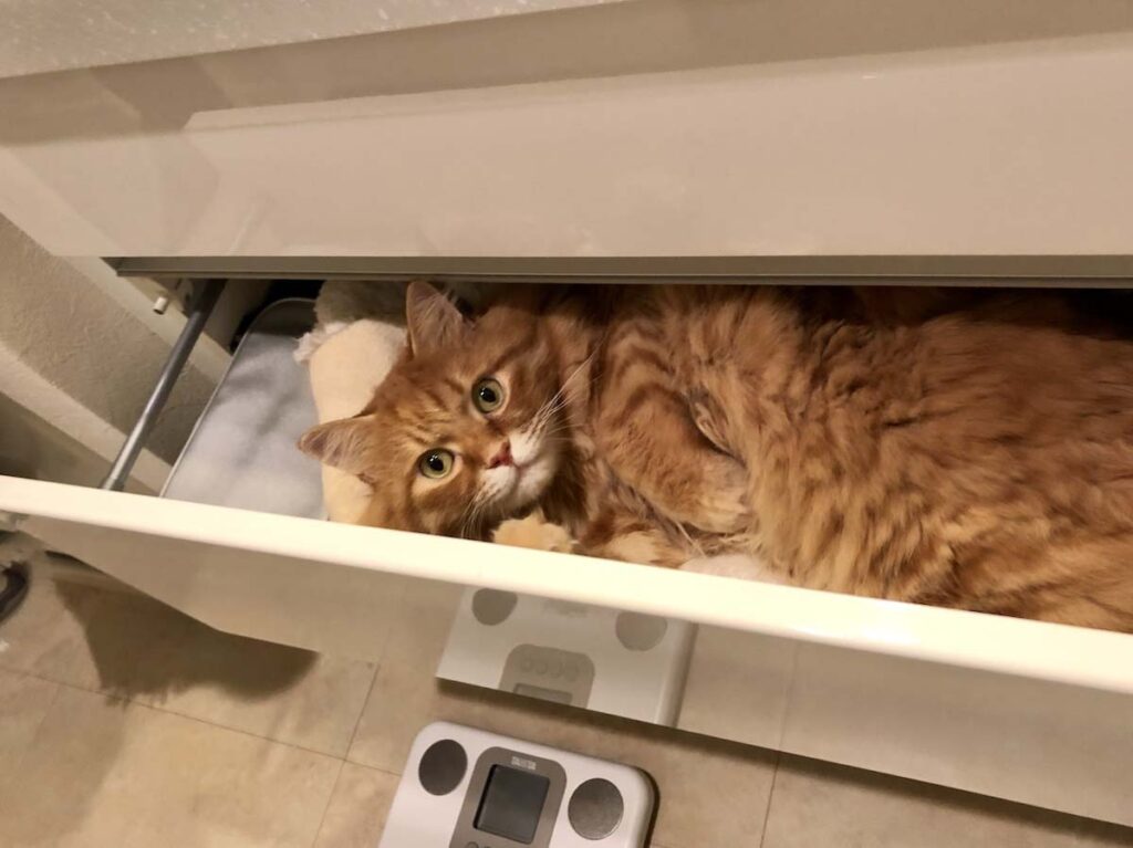 ぼく専用の、ふかふかベッド！【ふわもこメープルのまどろみ帖。vol.10】 長毛猫 保護猫 メープル | ふかふかタオルのベッドは、ぼく専用だよ。