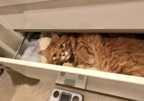 ぼく専用の、ふかふかベッド！【ふわもこメープルのまどろみ帖。vol.10】 長毛猫 保護猫 メープル | ふかふかタオルのベッドは、ぼく専用だよ。