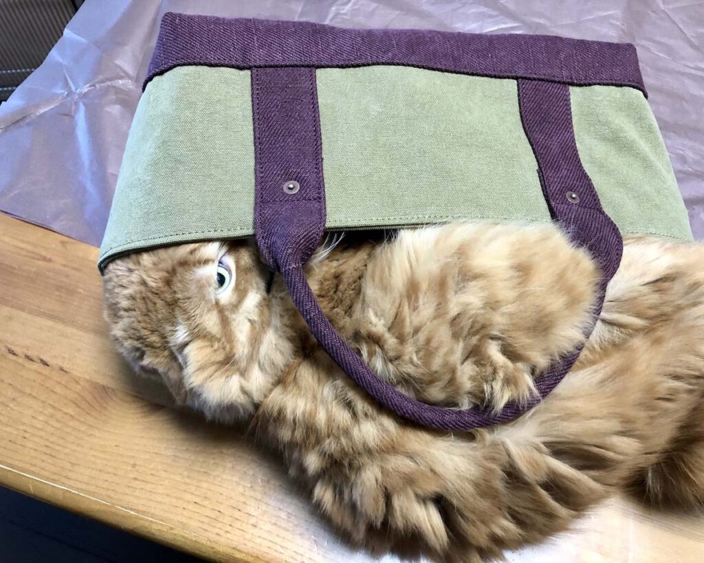 サイズ、間違えてません……？【ふわもこメープルのまどろみ帖。vol.12】 長毛猫 保護猫 メープル | あれっ？ 入れないよー。
