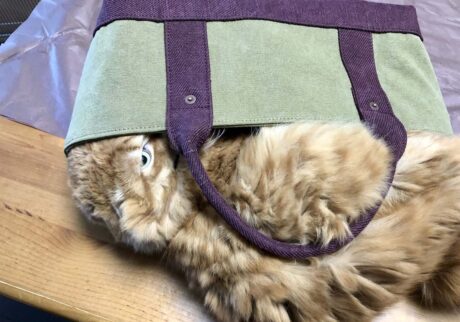 サイズ、間違えてません……？【ふわもこメープルのまどろみ帖。vol.12】 長毛猫 保護猫 メープル | あれっ？ 入れないよー。