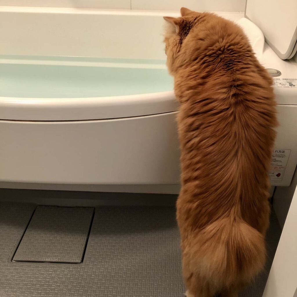 湯加減、いかがでしょう。【ふわもこメープルのまどろみ帖。vol.13】 長毛猫 保護猫 メープル | どれどれ、お湯加減をチェック。