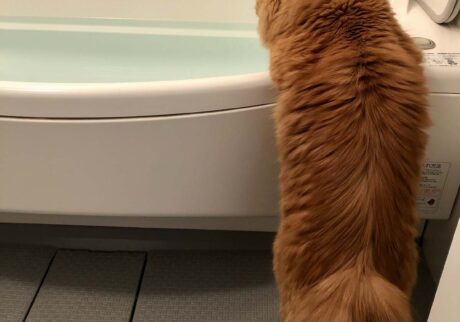 湯加減、いかがでしょう。【ふわもこメープルのまどろみ帖。vol.13】 長毛猫 保護猫 メープル | どれどれ、お湯加減をチェック。