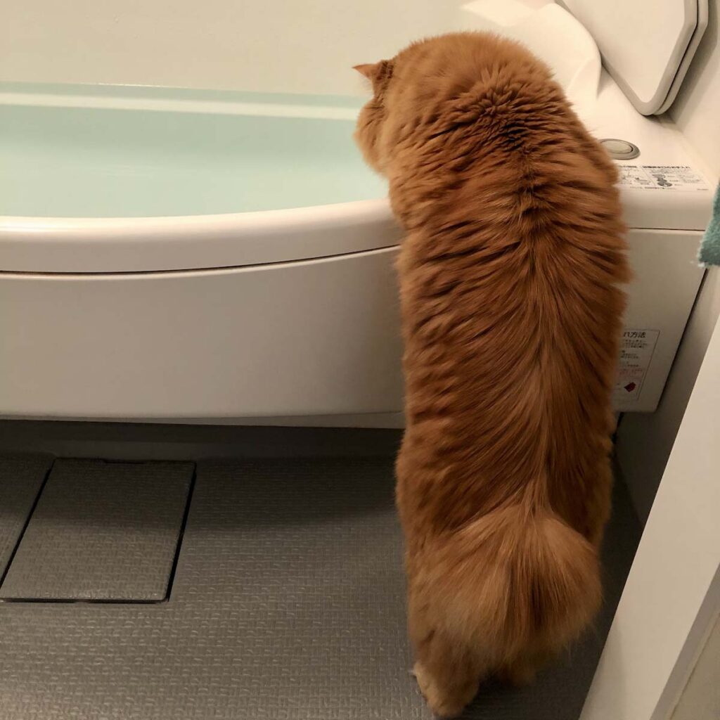 湯加減、いかがでしょう。【ふわもこメープルのまどろみ帖。vol.13】 長毛猫 保護猫 メープル | うん、ちょうど良さそう。