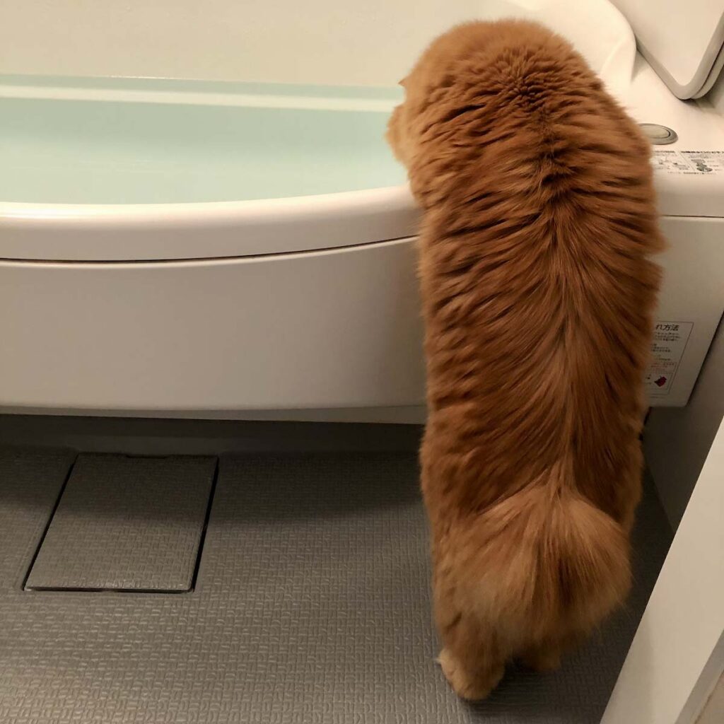 湯加減、いかがでしょう。【ふわもこメープルのまどろみ帖。vol.13】 長毛猫 保護猫 メープル | おかーさん、お風呂沸きましたよー！