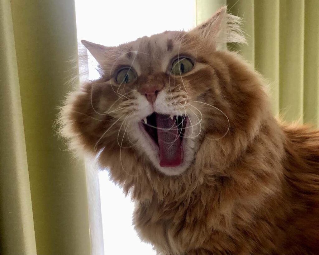 二度寝させてにゃ〜！【ふわもこメープルのまどろみ帖。vol.14】 長毛猫 保護猫 メープル | 変顔じゃないよ、寝ぼけまなこの大あくび。