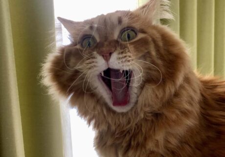 二度寝させてにゃ〜！【ふわもこメープルのまどろみ帖。vol.14】 長毛猫 保護猫 メープル | 変顔じゃないよ、寝ぼけまなこの大あくび。