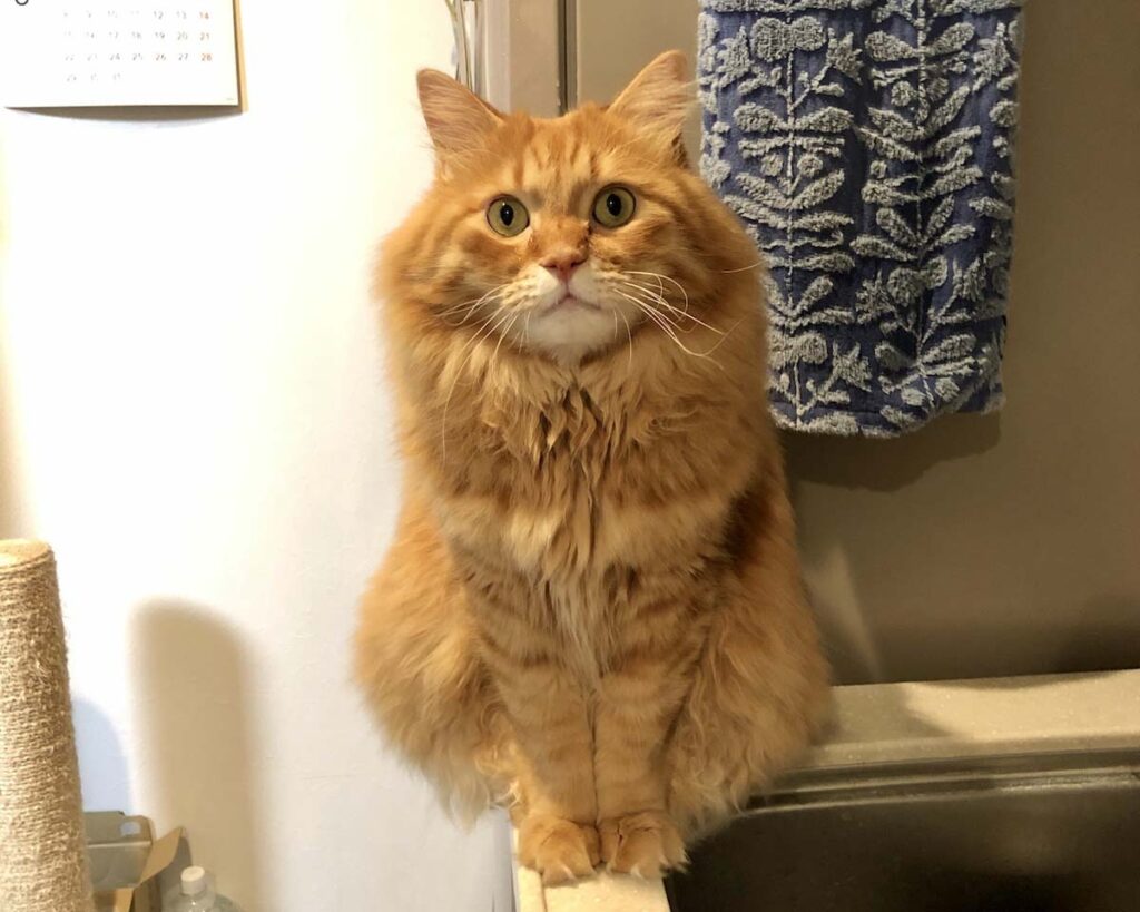 いま、おにぎり体型って言いました？【ふわもこメープルのまどろみ帖。vol.15】 長毛猫 保護猫 メープル | お座り。ちんまり感。