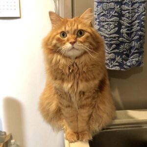 いま、おにぎり体型って言いました？【ふわもこメープルのまどろみ帖。vol.15】 長毛猫 保護猫 メープル | お座り。ちんまり感。