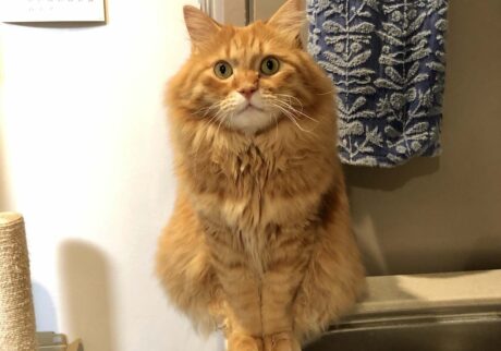 いま、おにぎり体型って言いました？【ふわもこメープルのまどろみ帖。vol.15】 長毛猫 保護猫 メープル | お座り。ちんまり感。