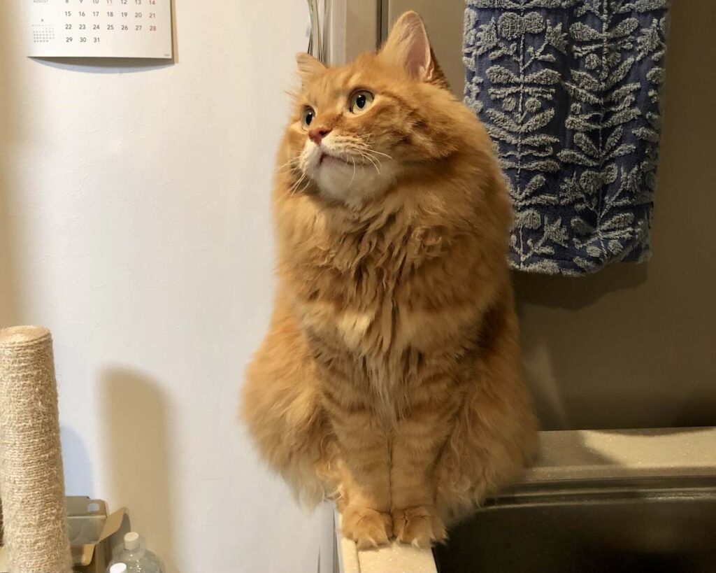 いま、おにぎり体型って言いました？【ふわもこメープルのまどろみ帖。vol.15】 長毛猫 保護猫 メープル | 三角形のおにぎり体型って、失礼しちゃうよね……！