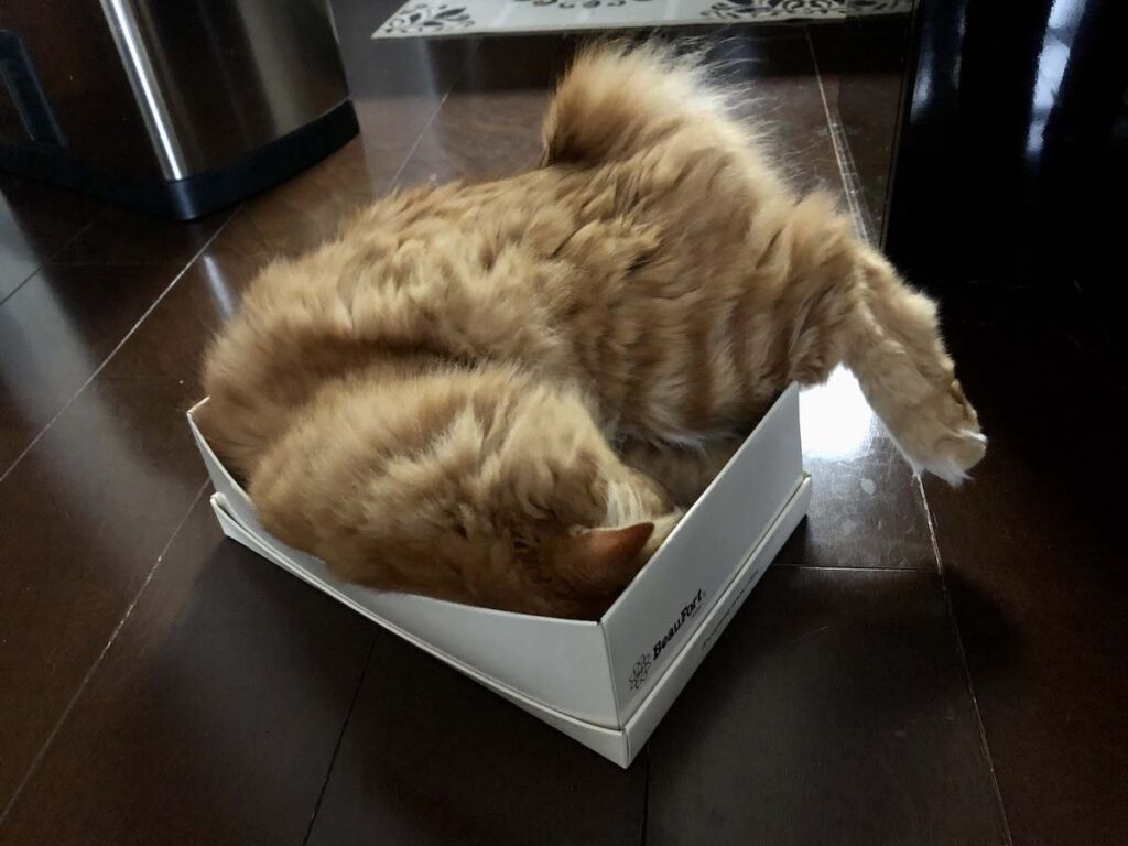 あれ? 入りきらない?【ふわもこメープルのまどろみ帖。vol.16】 長毛猫 保護猫 メープル | あっ! ぼくにピッタリの箱だー! あれ? 入りきらない?【ふわもこメープルのまどろみ帖。vol.16】 長毛猫 保護猫 メープル | あっ! ぼくにピッタリの箱だー!