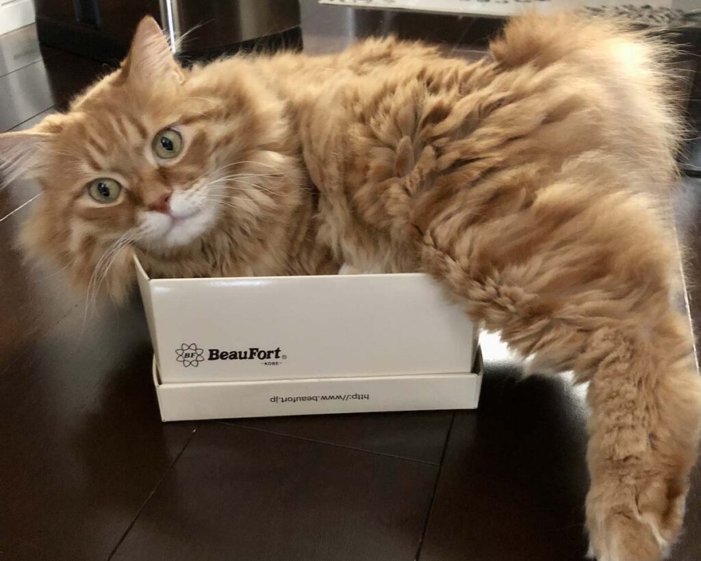 あれ? 入りきらない?【ふわもこメープルのまどろみ帖。vol.16】 長毛猫 保護猫 メープル | よっこらしょっと。 あれ? 入りきらない?【ふわもこメープルのまどろみ帖。vol.16】 長毛猫 保護猫 メープル | よっこらしょっと。