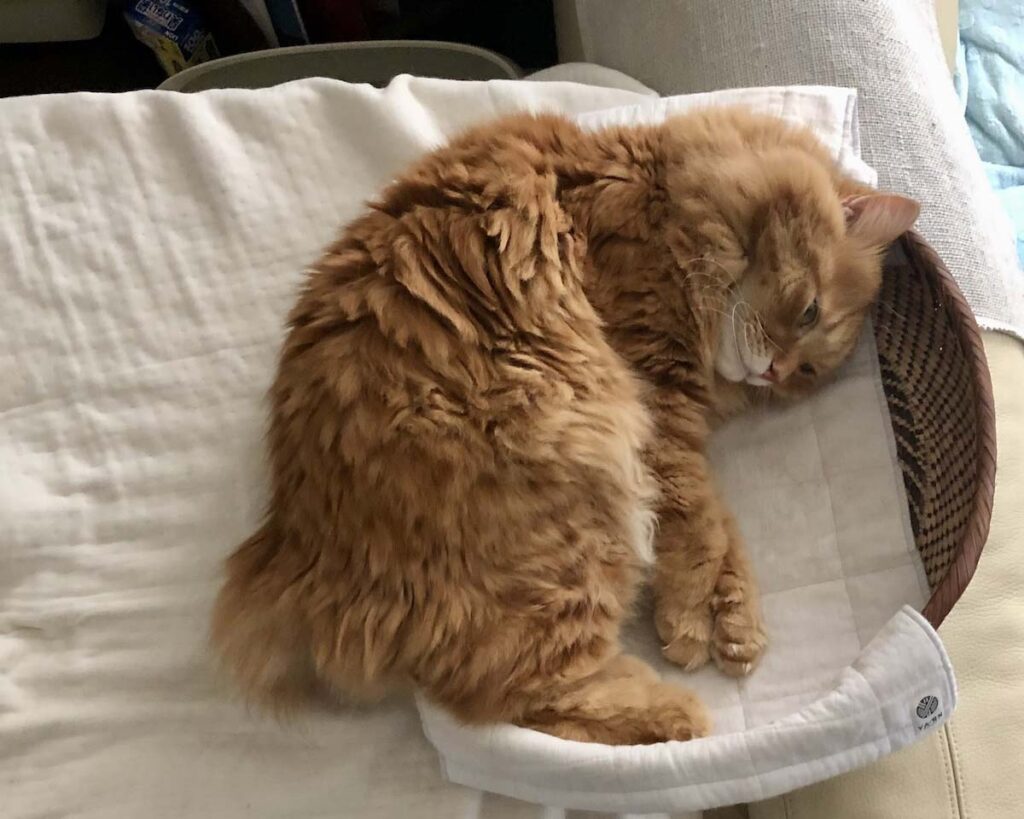 カッコいいぼくを見せるつもりが……。【ふわもこメープルのまどろみ帖。vol.17】 長毛猫 保護猫 メープル | さあ、お気に入りベッドでお昼寝だ。すや〜。