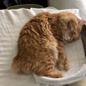 カッコいいぼくを見せるつもりが……。【ふわもこメープルのまどろみ帖。vol.17】 長毛猫 保護猫 メープル | さあ、お気に入りベッドでお昼寝だ。すや〜。