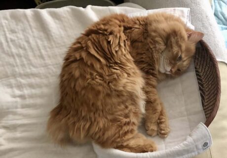 カッコいいぼくを見せるつもりが……。【ふわもこメープルのまどろみ帖。vol.17】 長毛猫 保護猫 メープル | さあ、お気に入りベッドでお昼寝だ。すや〜。