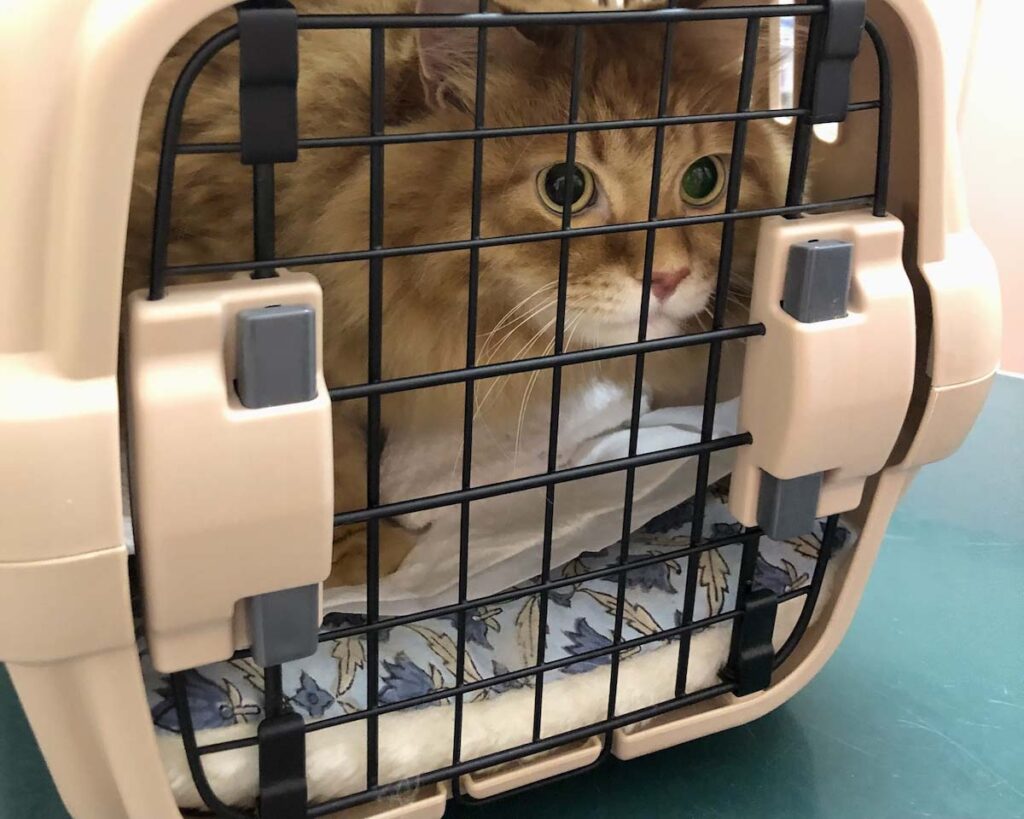 たまにはふて寝しちゃいます。【ふわもこメープルのまどろみ帖。vol.19】 長毛猫 保護猫 メープル | 病院へ連れてこられたよ。怖いときは、まん丸おめめになっちゃう。