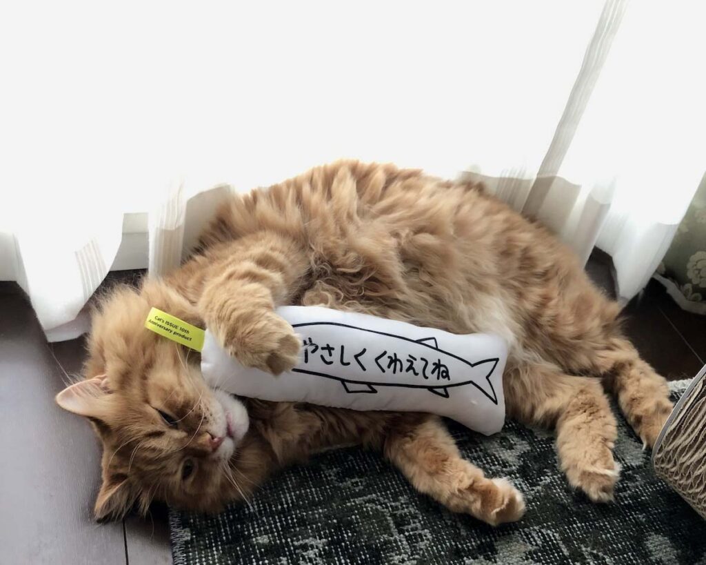 たまにはふて寝しちゃいます。【ふわもこメープルのまどろみ帖。vol.19】 長毛猫 保護猫 メープル | なんだか心が折れちゃった。もう寝ますねー。
