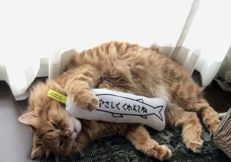たまにはふて寝しちゃいます。【ふわもこメープルのまどろみ帖。vol.19】 長毛猫 保護猫 メープル | なんだか心が折れちゃった。もう寝ますねー。