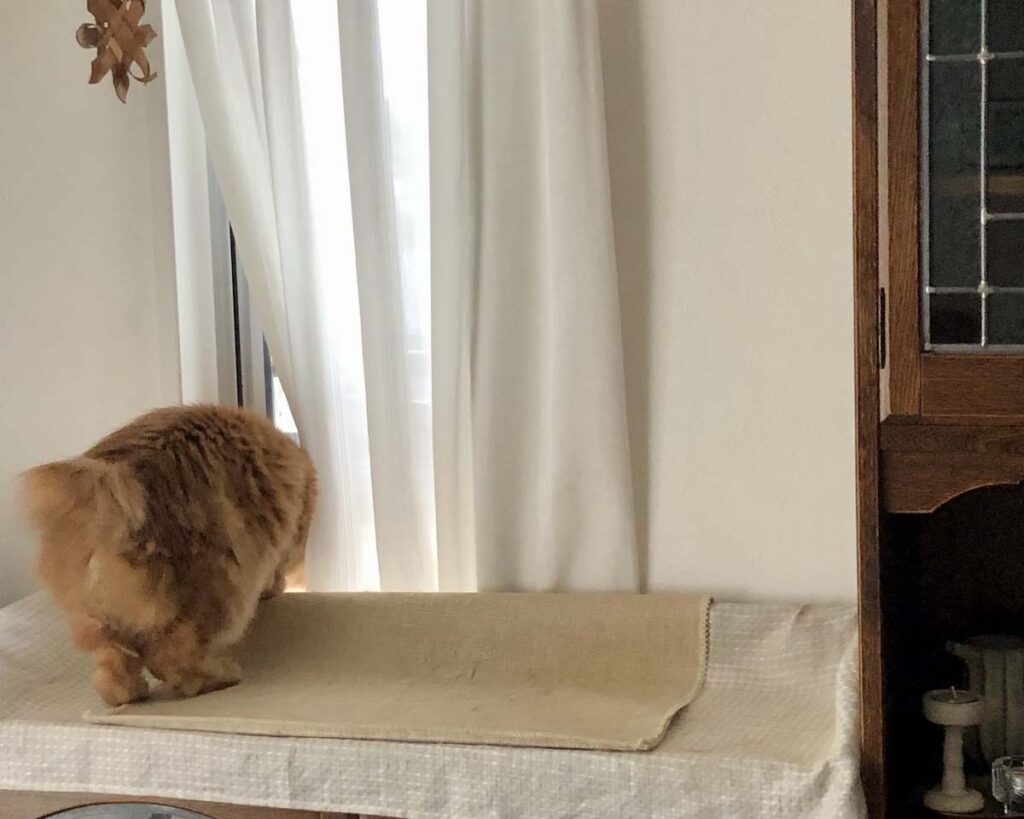 ニャルソック中の誘惑。【ふわもこメープルのまどろみ帖。vol.20】 長毛猫 保護猫 メープル | ニャルソックはお任せください。
