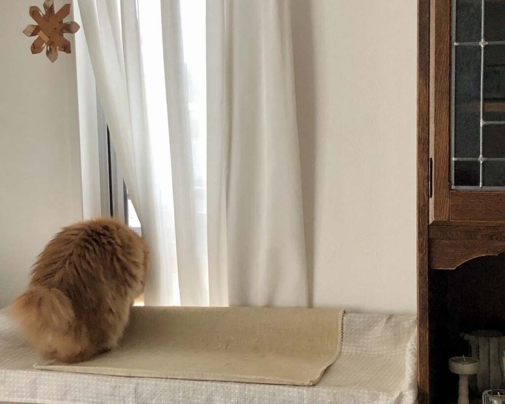 ニャルソック中の誘惑。【ふわもこメープルのまどろみ帖。vol.20】 長毛猫 保護猫 メープル | よし！ 異常なーし。