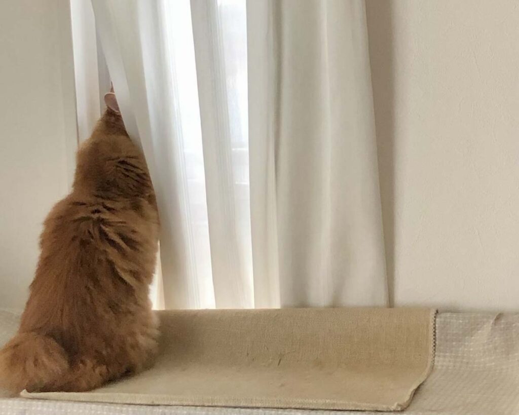 ニャルソック中の誘惑。【ふわもこメープルのまどろみ帖。vol.20】 長毛猫 保護猫 メープル | あっ！ 鳥さんがいた。一緒に遊ばない？（コッソリ）