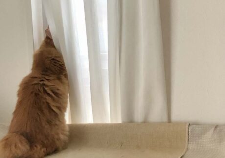 ニャルソック中の誘惑。【ふわもこメープルのまどろみ帖。vol.20】 長毛猫 保護猫 メープル | あっ！ 鳥さんがいた。一緒に遊ばない？（コッソリ）