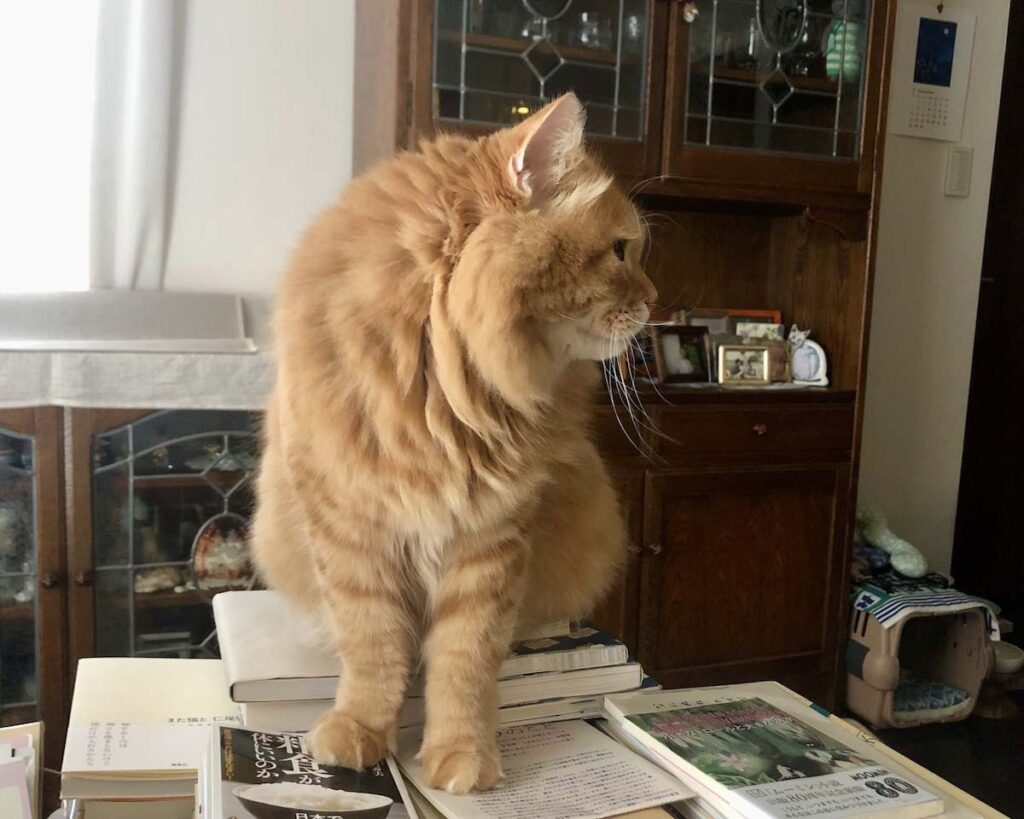 ちょうどいい山、みっけ！【ふわもこメープルのまどろみ帖。vol.22】 長毛猫 保護猫 メープル | 登頂！ 積読の山。