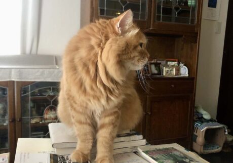 ちょうどいい山、みっけ！【ふわもこメープルのまどろみ帖。vol.22】 長毛猫 保護猫 メープル | 登頂！ 積読の山。