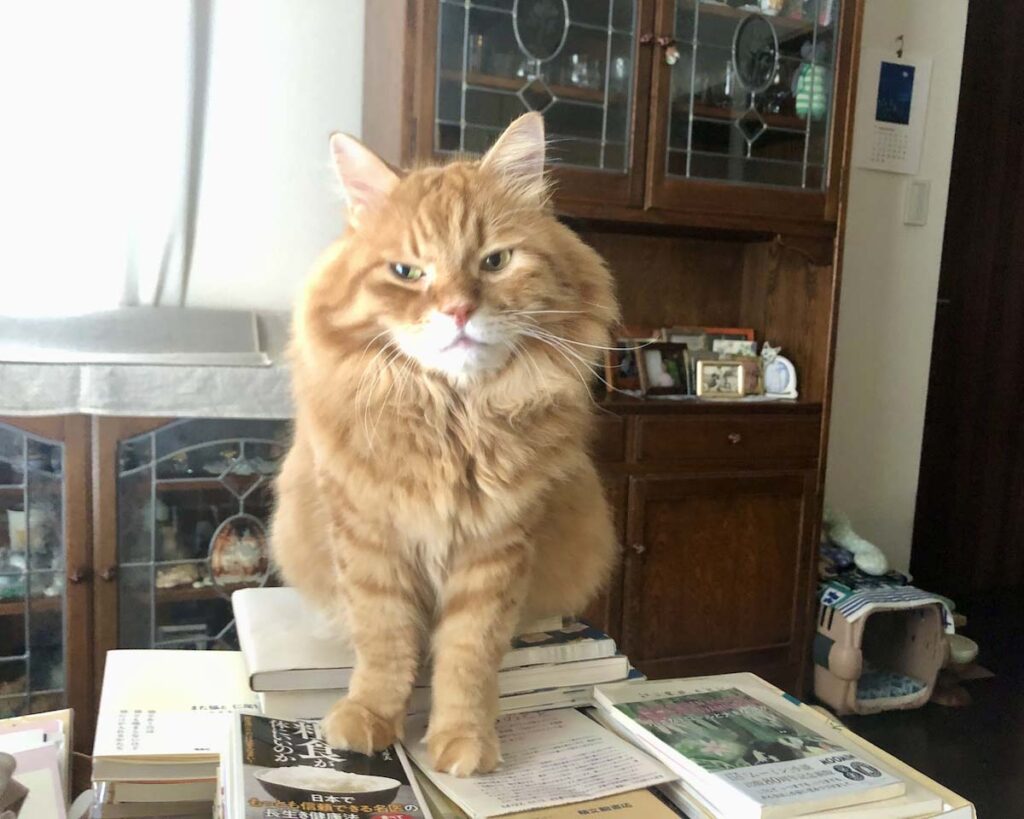 ちょうどいい山、みっけ！【ふわもこメープルのまどろみ帖。vol.22】 長毛猫 保護猫 メープル | 見晴らしは良いんだけど……。
