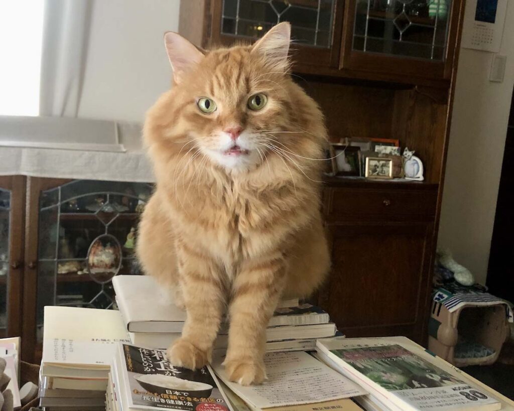 ちょうどいい山、みっけ！【ふわもこメープルのまどろみ帖。vol.22】 長毛猫 保護猫 メープル | おかーさん、読書の秋だよ。