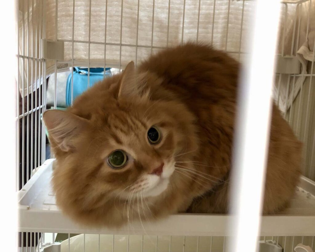 実はビビりなもので。【ふわもこメープルのまどろみ帖。vol.23】 長毛猫 保護猫 メープル | むむっ！ 知らない人が来たよ。