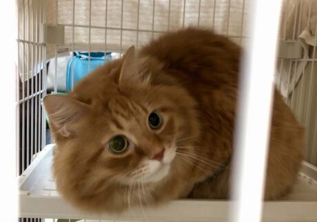 実はビビりなもので。【ふわもこメープルのまどろみ帖。vol.23】 長毛猫 保護猫 メープル | むむっ！ 知らない人が来たよ。