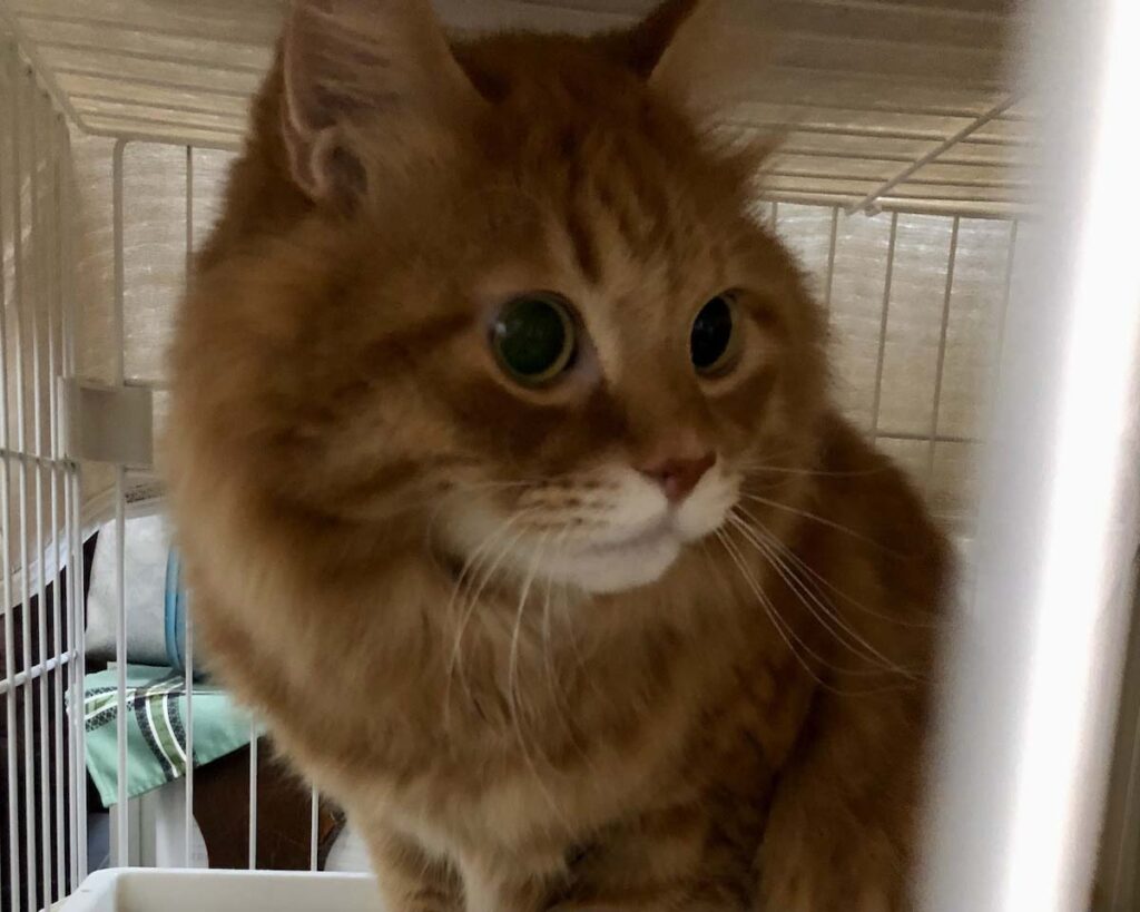 実はビビりなもので。【ふわもこメープルのまどろみ帖。vol.23】 長毛猫 保護猫 メープル | 人見知りのビビりなぼく。