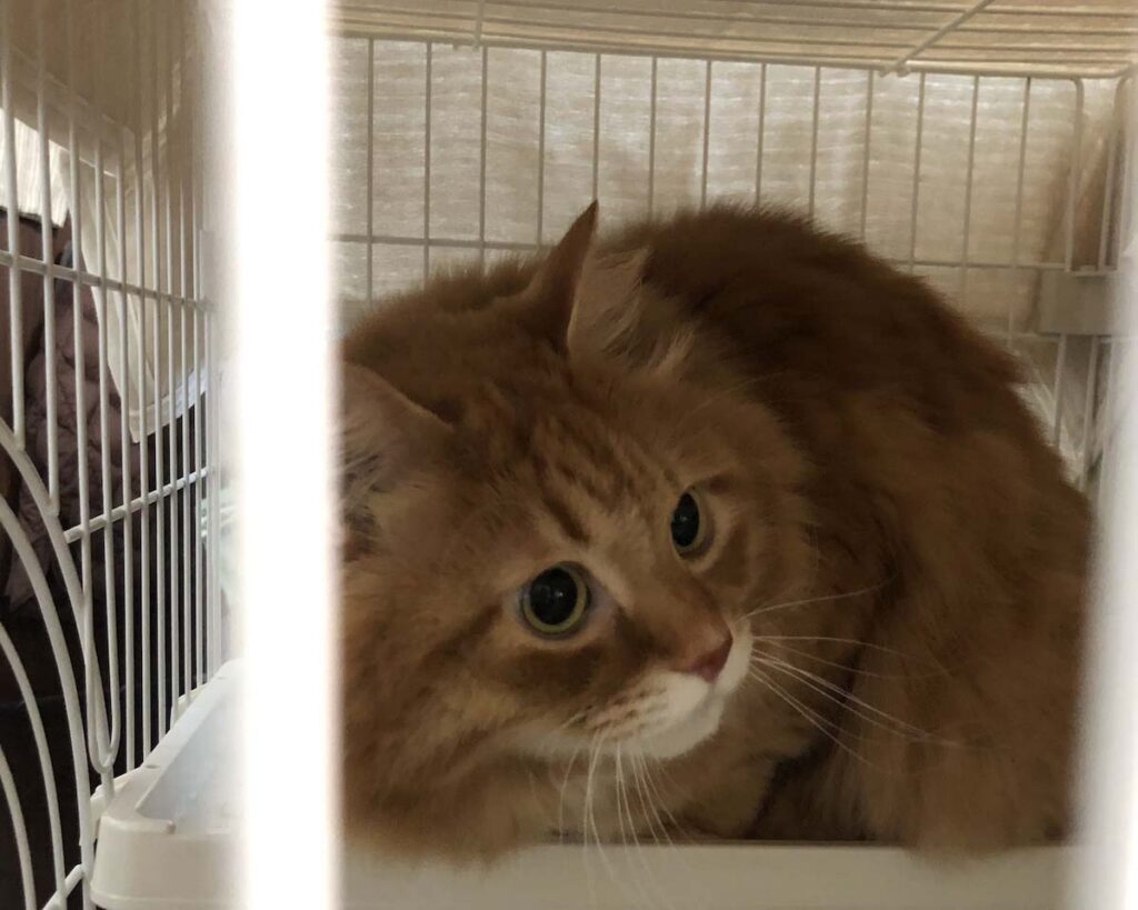 実はビビりなもので。【ふわもこメープルのまどろみ帖。vol.23】 長毛猫 保護猫 メープル | こわいよ、早く帰らないかなぁ〜。
