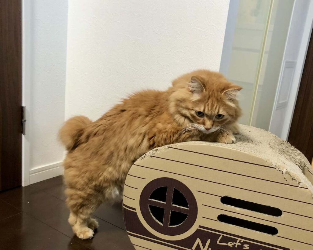 ぼくの美ボディへの道。【ふわもこメープルのまどろみ帖。vol.24】 長毛猫 保護猫 メープル | 前足のトレーニング。押しますよー。 ぼくの美ボディへの道。【ふわもこメープルのまどろみ帖。vol.24】 長毛猫 保護猫 メープル | 前足のトレーニング。押しますよー。