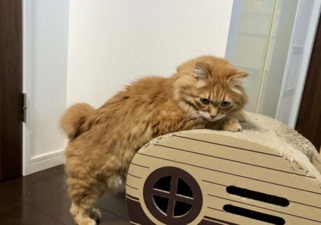 ぼくの美ボディへの道。【ふわもこメープルのまどろみ帖。vol.24】 長毛猫 保護猫 メープル | 前足のトレーニング。押しますよー。
