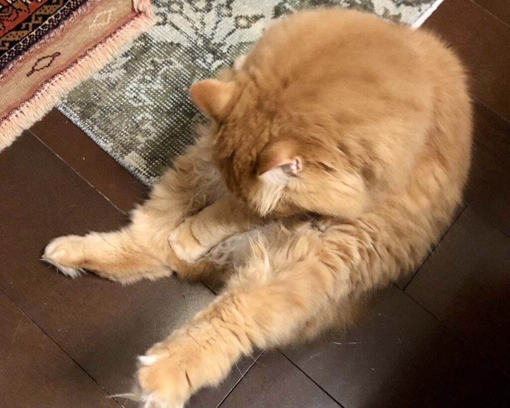 ぼくの美ボディへの道。【ふわもこメープルのまどろみ帖。vol.24】 長毛猫 保護猫 メープル | 運動のあとは、お手入れも忘れずにね。 ぼくの美ボディへの道。【ふわもこメープルのまどろみ帖。vol.24】 長毛猫 保護猫 メープル | 運動のあとは、お手入れも忘れずにね。