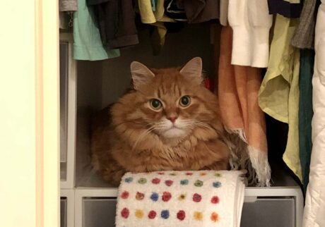 ようこそ、ぼくの別荘へ。【ふわもこメープルのまどろみ帖。vol.26】 長毛猫 保護猫 メープル | 扉が開いたらすぐにイン。ここはぼくの別荘。 ようこそ、ぼくの別荘へ。【ふわもこメープルのまどろみ帖。vol.26】 長毛猫 保護猫 メープル | 扉が開いたらすぐにイン。ここはぼくの別荘。