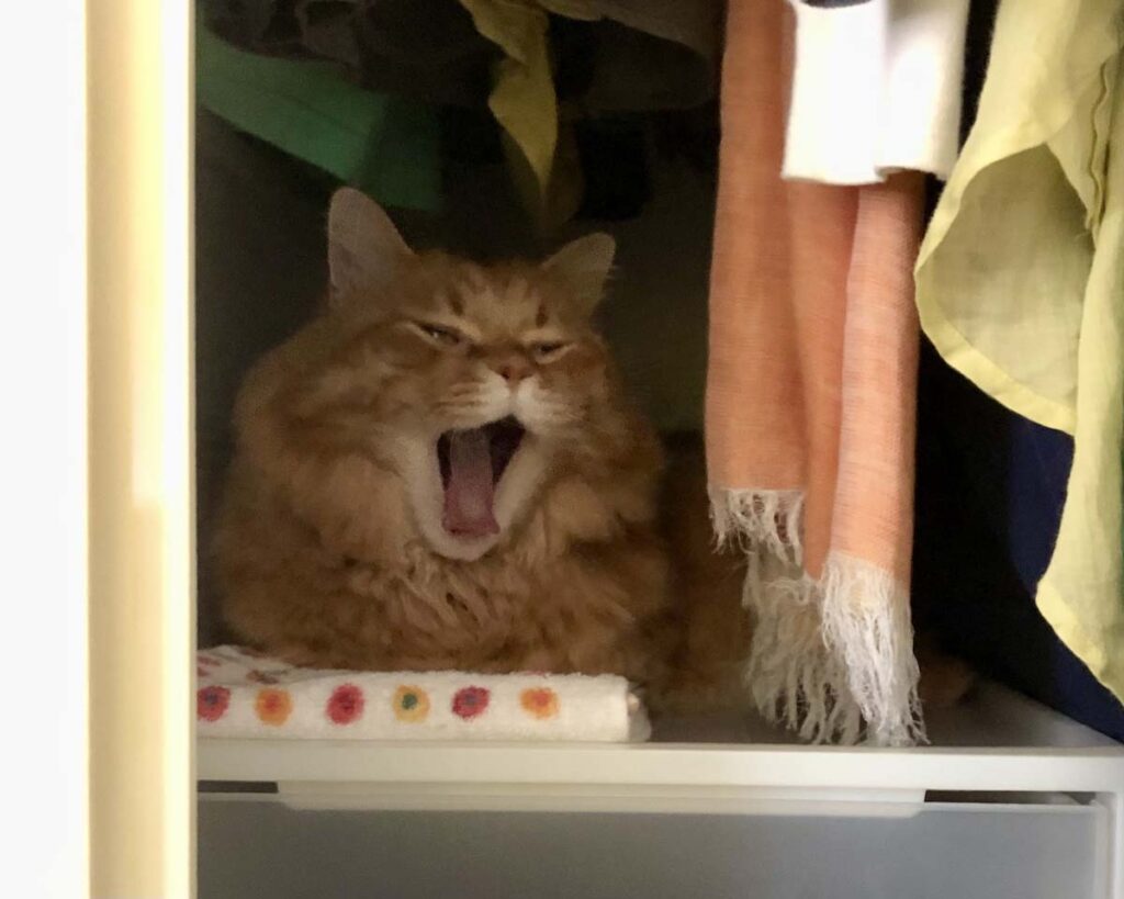 ようこそ、ぼくの別荘へ。【ふわもこメープルのまどろみ帖。vol.26】 長毛猫 保護猫 メープル | 暗くて狭くて最高だね! ようこそ、ぼくの別荘へ。【ふわもこメープルのまどろみ帖。vol.26】 長毛猫 保護猫 メープル | 暗くて狭くて最高だね!