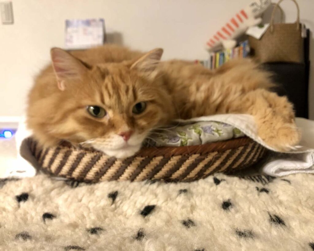 ようこそ、ぼくの別荘へ。【ふわもこメープルのまどろみ帖。vol.26】 長毛猫 保護猫 メープル | そろそろ冬じたくかな? おかーさん、ふかふかベッドをありがとね。 ようこそ、ぼくの別荘へ。【ふわもこメープルのまどろみ帖。vol.26】 長毛猫 保護猫 メープル | そろそろ冬じたくかな? おかーさん、ふかふかベッドをありがとね。