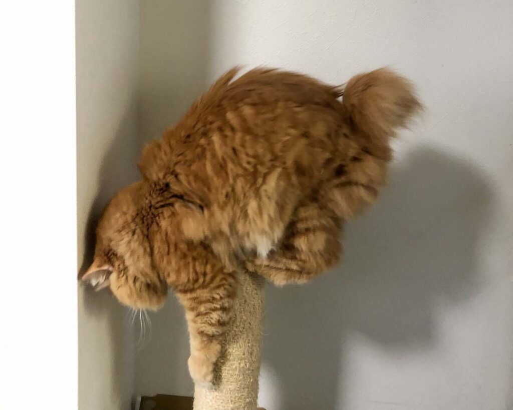 1028-1バランス感覚には自信があります。【ふわもこメープルのまどろみ帖。vol.27】 長毛猫 保護猫 メープル | 今日こそカッコいいところを見せなきゃね。 1028-1バランス感覚には自信があります。【ふわもこメープルのまどろみ帖。vol.27】 長毛猫 保護猫 メープル | 今日こそカッコいいところを見せなきゃね。