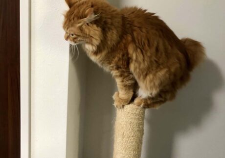 バランス感覚には自信があります。【ふわもこメープルのまどろみ帖。vol.27】 長毛猫 保護猫 メープル | こう見えて、運動神経は悪くないつもり〜。 バランス感覚には自信があります。【ふわもこメープルのまどろみ帖。vol.27】 長毛猫 保護猫 メープル | こう見えて、運動神経は悪くないつもり〜。